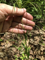 Borodinia missouriensis