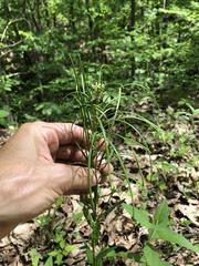 Borodinia missouriensis