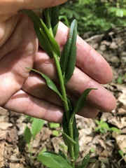 Borodinia missouriensis
