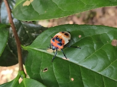 Poecilocoris latus