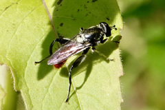 Xylota bicolor