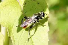 Xylota bicolor