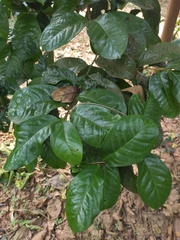 Camellia petelotii