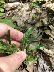 Borodinia missouriensis