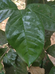Camellia petelotii