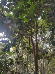 Camellia petelotii
