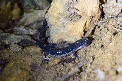 Plethodon chattahoochee