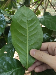 Camellia petelotii