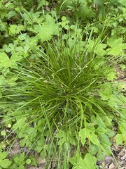 Carex jamesii