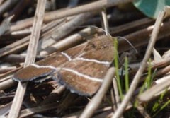 Argyrostrotis quadrifilaris