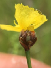 Xyris baldwiniana
