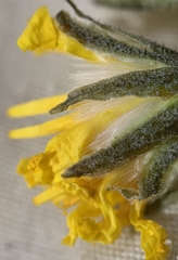 Crepis intermedia