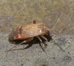 Hamatophylus guttulosus