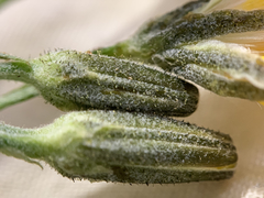 Crepis intermedia