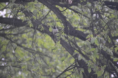 Poecile atricapillus