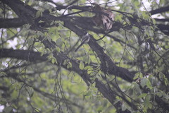 Poecile atricapillus