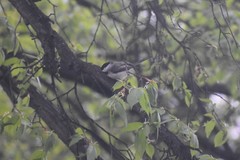 Poecile atricapillus