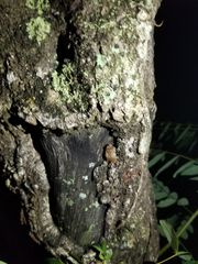 Eleutherodactylus cochranae