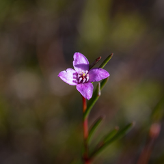 Boronia filifolia