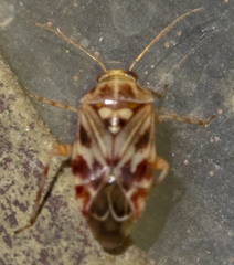 Tropidosteptes quercicola