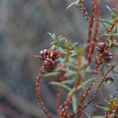 Gyrostemon australasicus