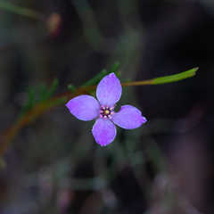 Boronia filifolia