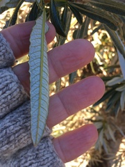 Eriodictyon trichocalyx lanatum