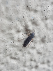 Graphocephala confluens