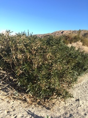 Eriodictyon trichocalyx lanatum