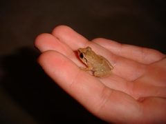 Eleutherodactylus antillensis