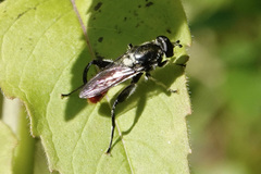 Xylota bicolor