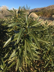 Eriodictyon trichocalyx lanatum