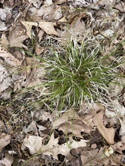 Carex albicans