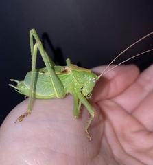 Cyrtophyllicus chlorum