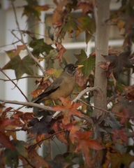 Turdus falcklandii magellanicus