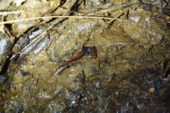Desmognathus aeneus