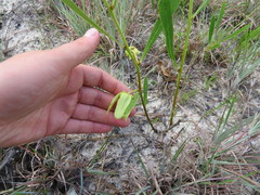 Asimina angustifolia