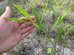 Asimina angustifolia
