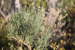 Daviesia brevifolia