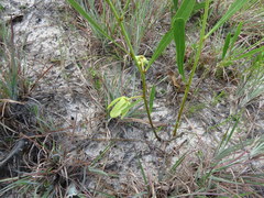 Asimina angustifolia