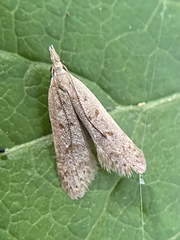 Dichomeris punctidiscellus