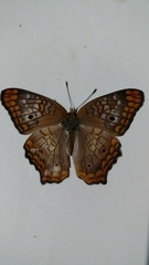 Anartia