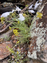 Cymopterus petraeus