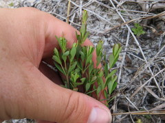 Hypericum suffruticosum