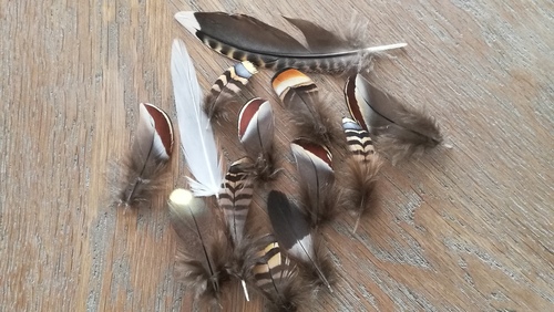 Plume de Ganga cata