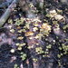 Pholiota alnicola alnicola - Photo (c) mycowalt, algunos derechos reservados (CC BY-SA), subido por mycowalt