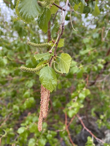 Betula occidentalis, photographed by an iNaturalist contributor