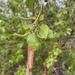 Papier-Birke (Betula papyrifera): Herkunft und Verwendung — foto 2