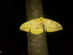 Image of Eacles imperialis