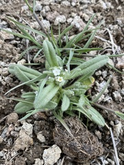 Amsinckiopsis kingii